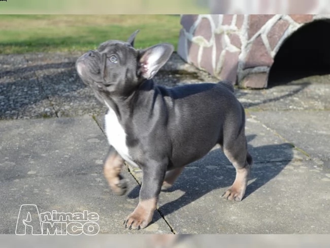 affettuoso cuccioli bulldog francese che necessitano di una nuova casa.