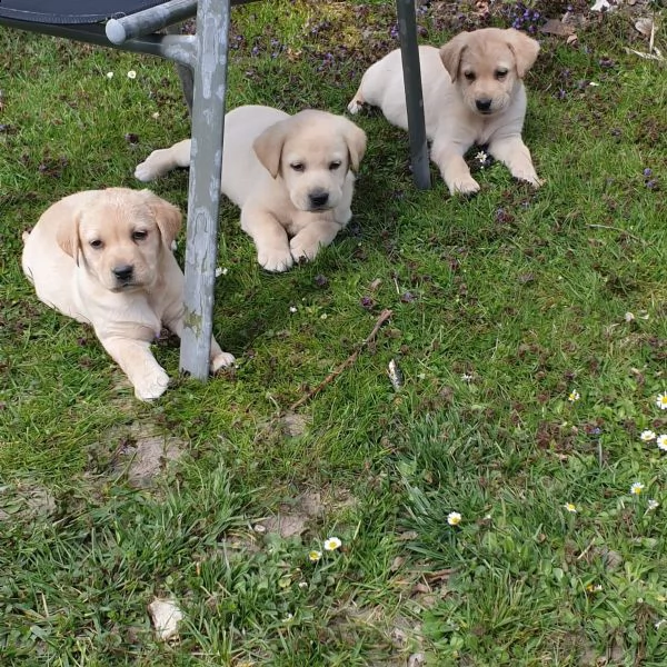 cuccioli maschi di labrador retriever | Foto 5