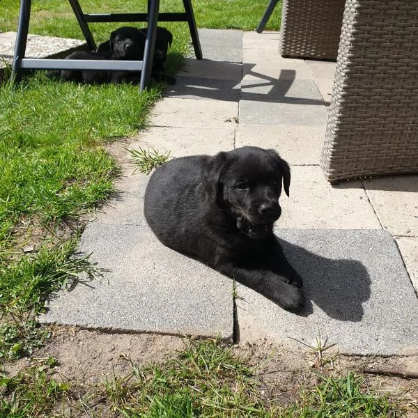 cuccioli maschi di labrador retriever | Foto 4