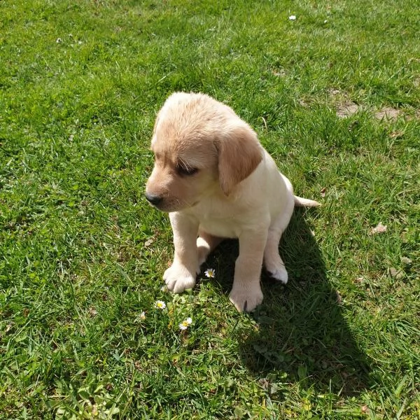 cuccioli maschi di labrador retriever | Foto 3