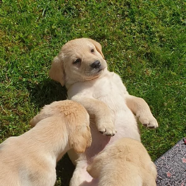 cuccioli maschi di labrador retriever | Foto 2