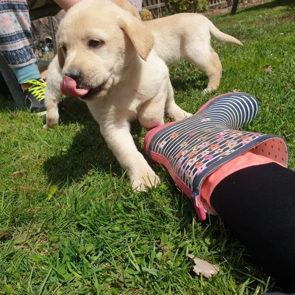 cuccioli maschi di labrador retriever | Foto 1