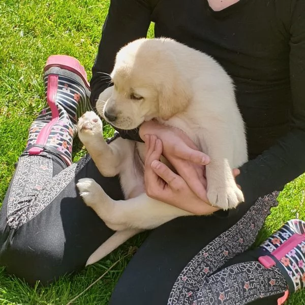 cuccioli maschi di labrador retriever
