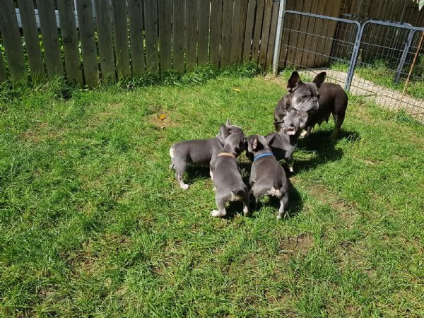 cuccioletto di bull dog francese | Foto 2
