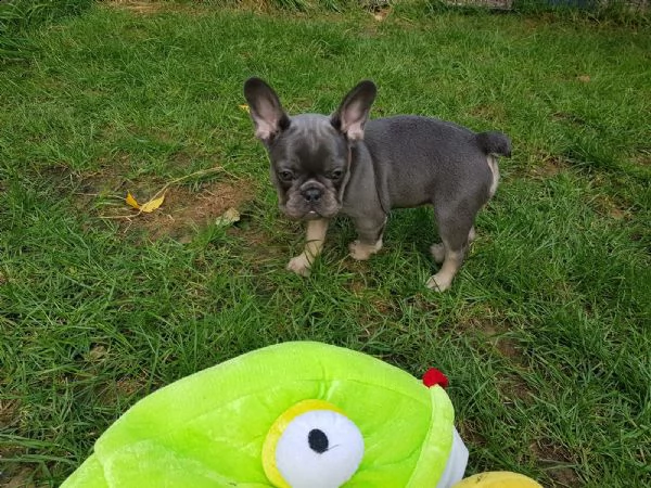 cuccioletto di bull dog francese | Foto 1