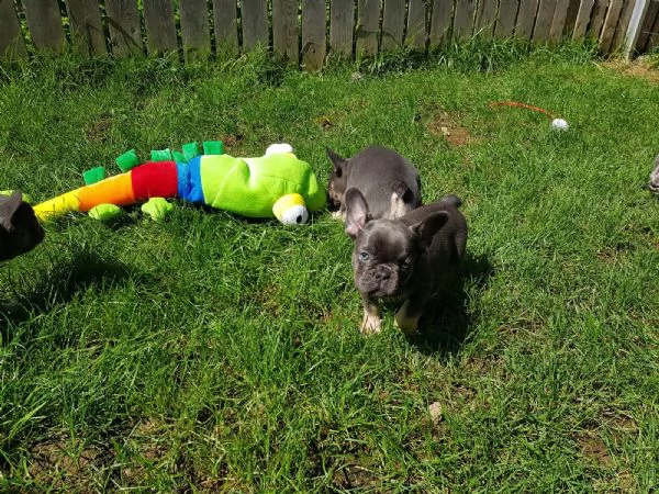 cuccioletto di bull dog francese | Foto 0