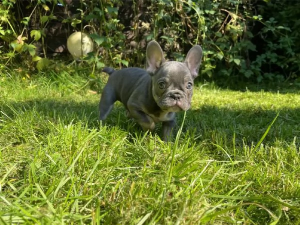 cuccioletto di bull dog francese