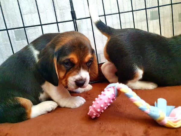 cuccioli beagle tricolore