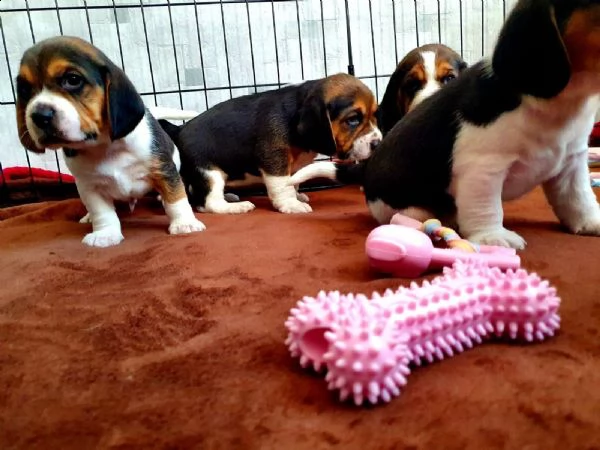 cuccioli beagle tricolore | Foto 5