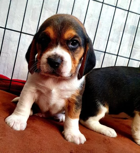cuccioli beagle tricolore | Foto 4