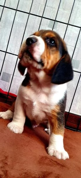 cuccioli beagle tricolore | Foto 3