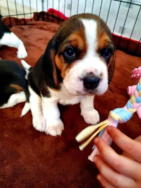 cuccioli beagle tricolore | Foto 2