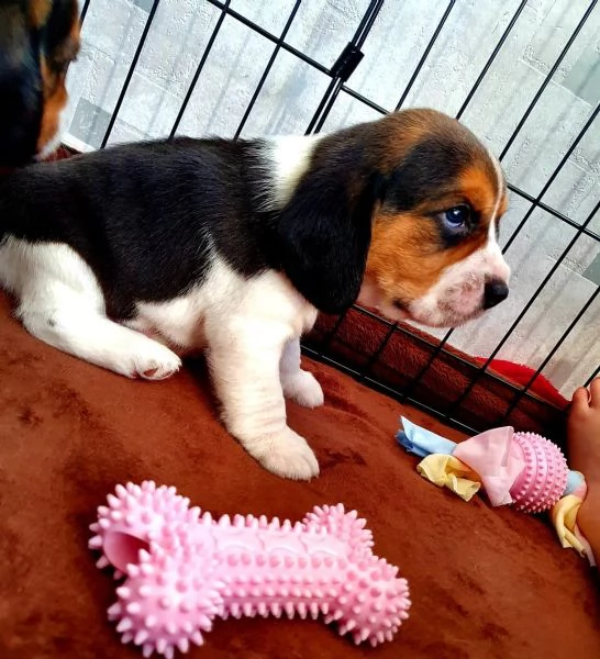 cuccioli beagle tricolore | Foto 1