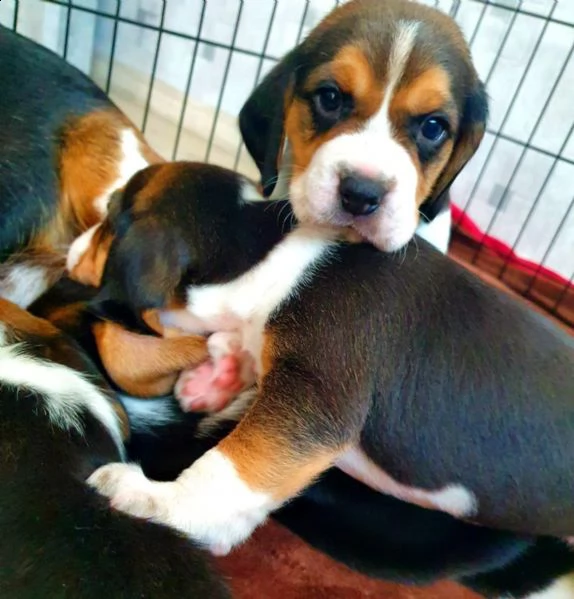 cuccioli beagle tricolore | Foto 0