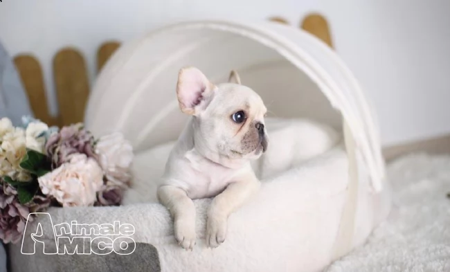bouledogue bulldog francese
