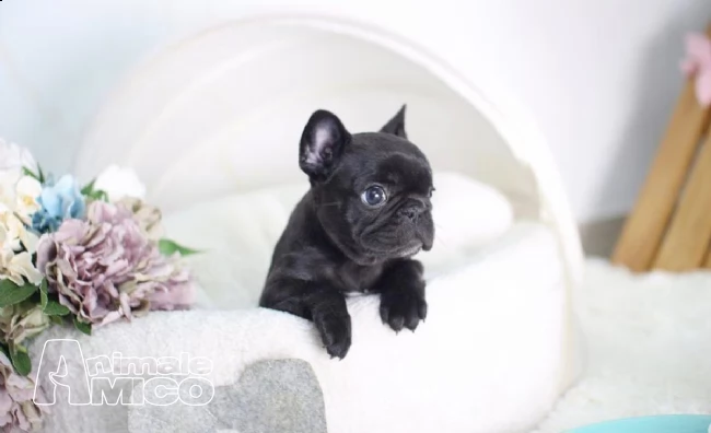 bouledogue bulldog francese | Foto 0