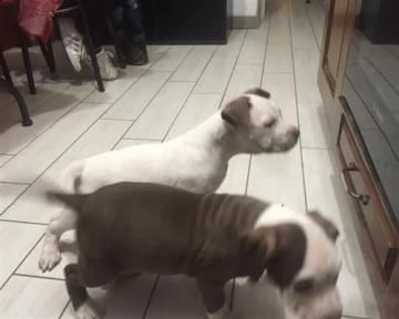 cuccioli di pitbull ukc vaccinati, sverminati