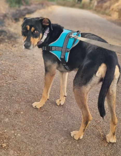 DOLCISSIMA MILLY  | Foto 1