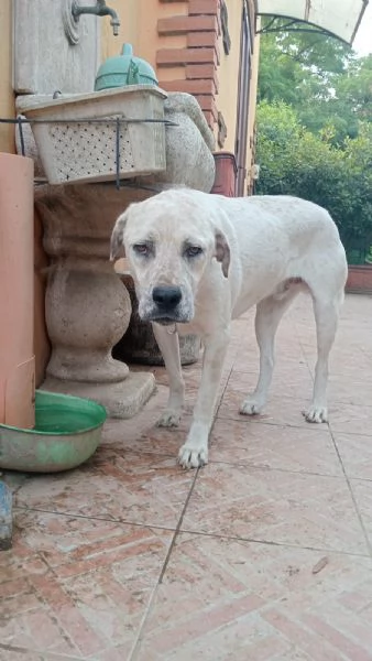 UNA MAMMA PER BENNY | Foto 1