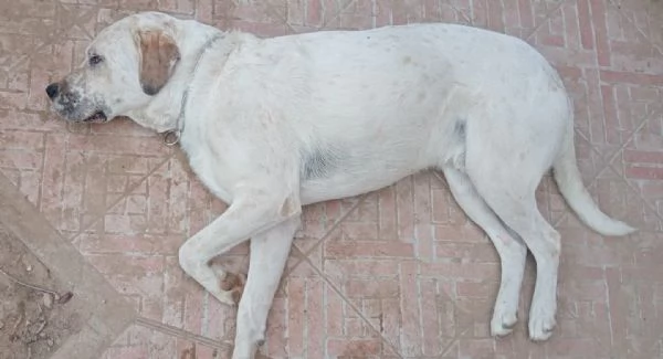 UNA MAMMA PER BENNY | Foto 0