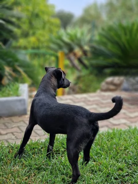 UNA MAMMA PER MICKY  | Foto 2