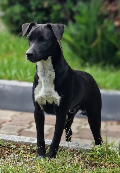 UNA MAMMA PER MICKY  | Foto 1