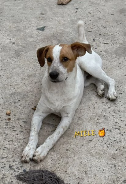 UNA MAMMA PER MIELE | Foto 0