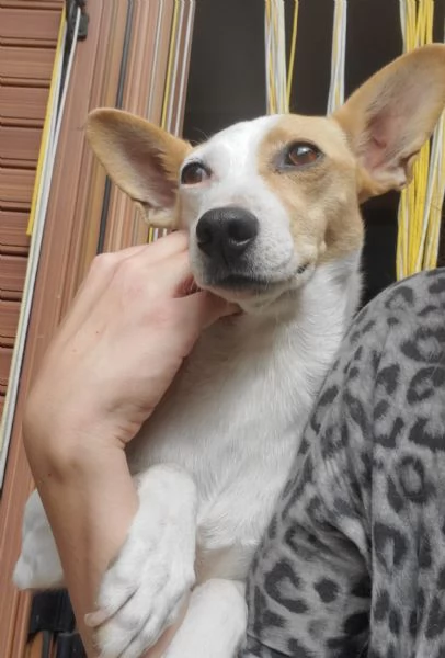 LUNA MIX JACK RUSSEL  | Foto 0