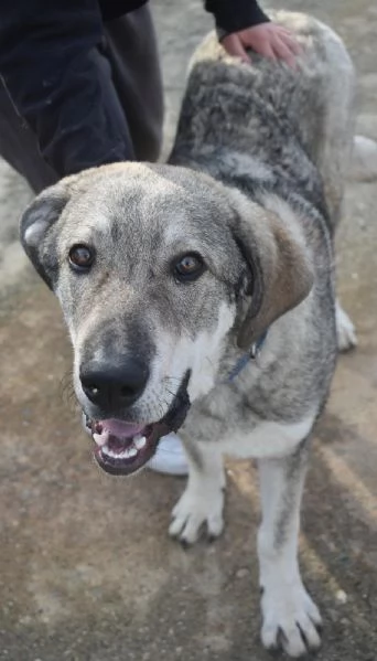 UNA MAMMA PER BALU | Foto 2