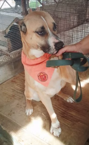 AIUTIAMO AKIRA | Foto 0