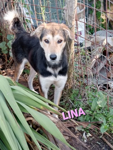 UNA FAMIGLIA PER LINA