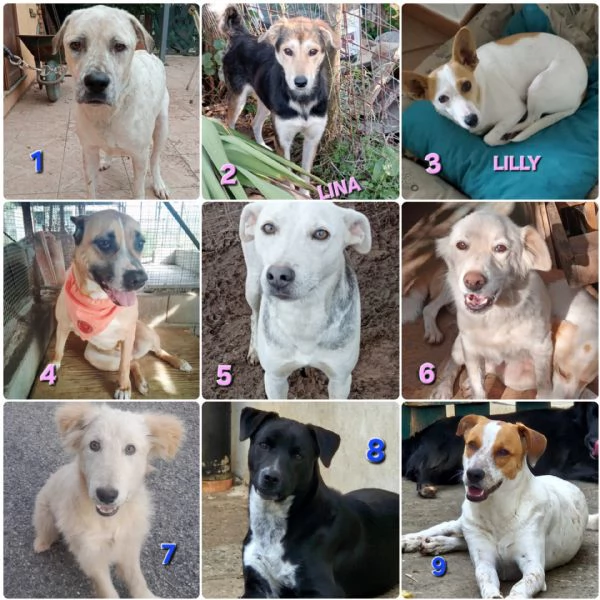 UNA FAMIGLIA PER NATALE 