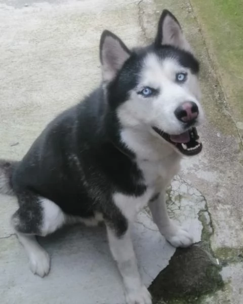 BEN MERAVIGLIOSO HUSKY  | Foto 0