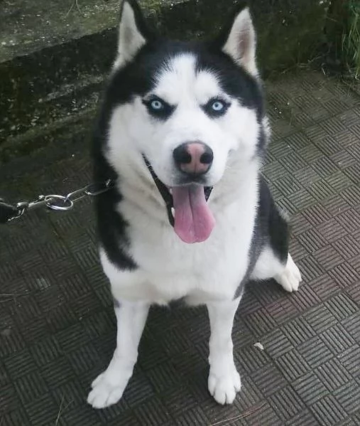 BEN MERAVIGLIOSO HUSKY 