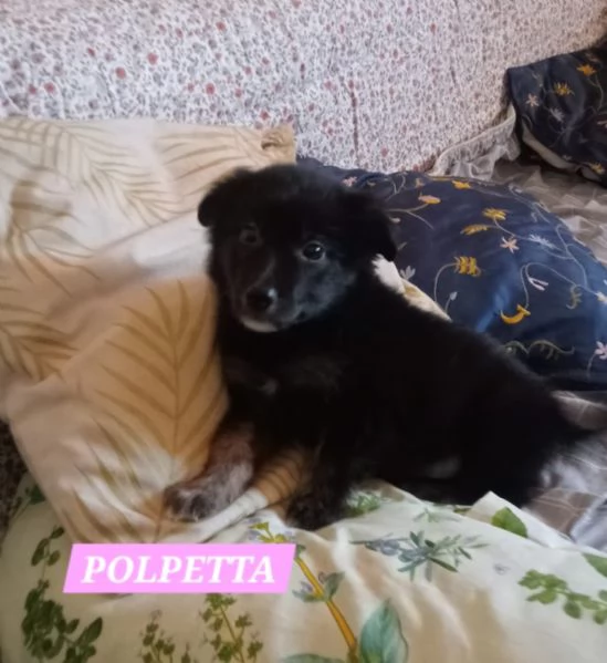 UNA MAMMA PER POLPETTA 