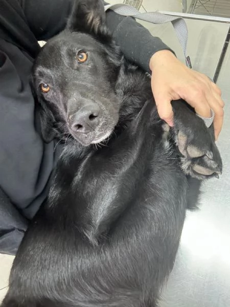 UNA MAMMA PER DANTE | Foto 0