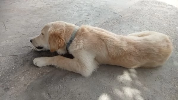 NUVOLA MERAVIGLIOSA LABRADORINA  | Foto 4