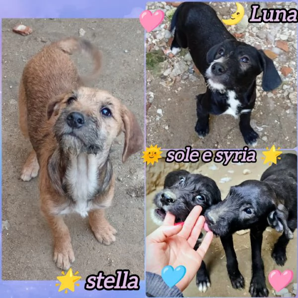 CUCCIOLI MIX SPINONCINI 