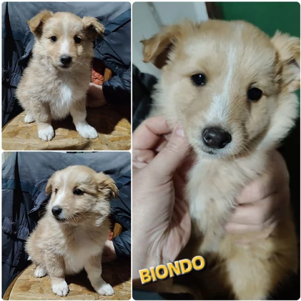 UNA MAMMA PER BIONDO 