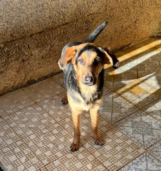 UNA MAMMA PER ATTILA | Foto 2