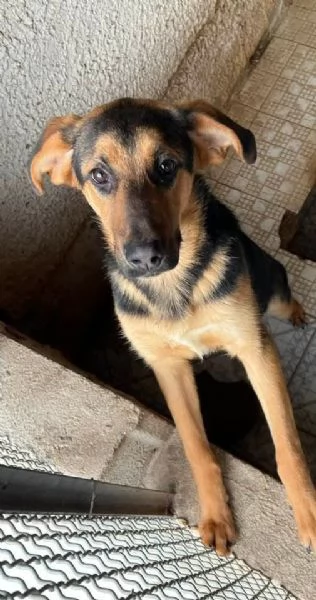 UNA MAMMA PER ATTILA