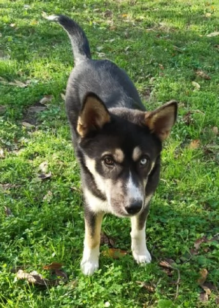 SKY E OLAF CUCCIOLI MIX HUSKY  | Foto 1