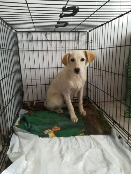 UNA MAMMA PER MERLINO | Foto 1