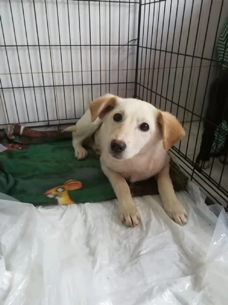 UNA MAMMA PER MERLINO