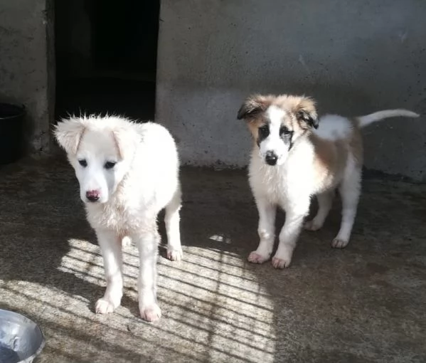 CARAMELLO E BISCOTTO  | Foto 3