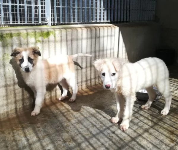 CARAMELLO E BISCOTTO  | Foto 2