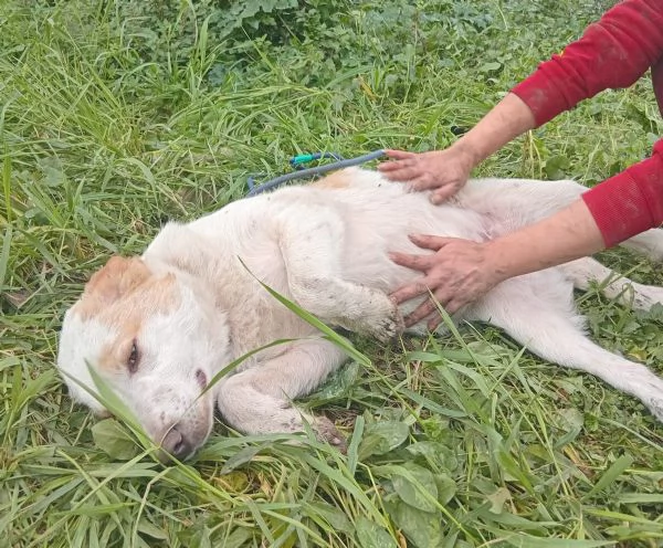 UNA MAMMA PER COOCKIE  | Foto 0