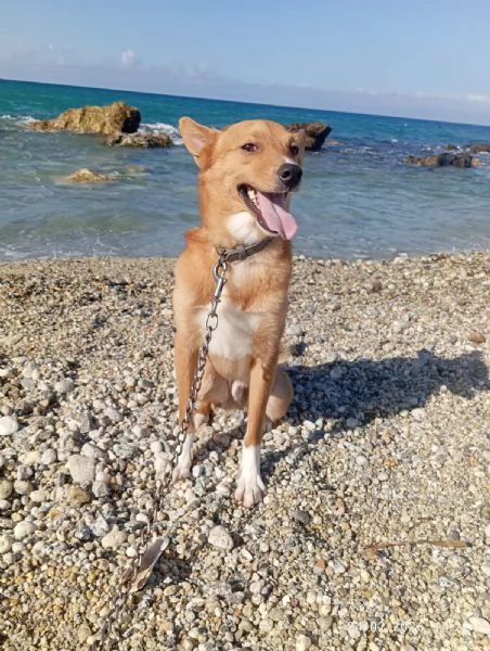 NINO TAGLIA PICCOLA  | Foto 0