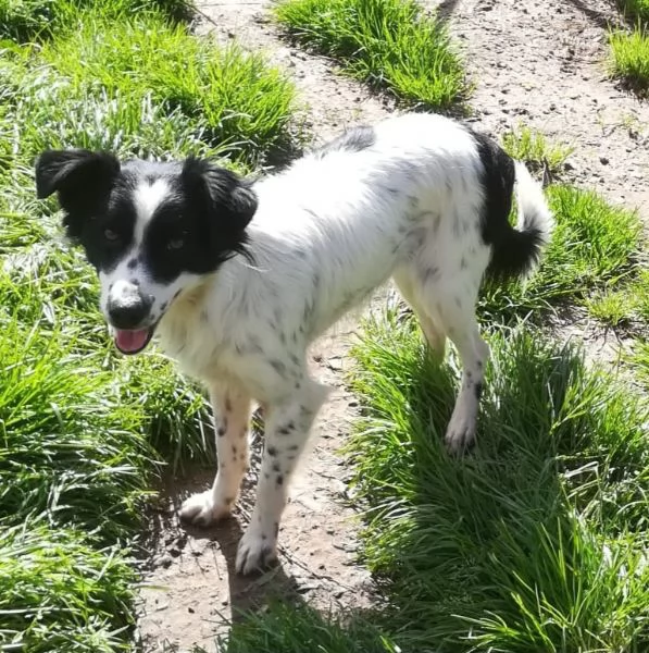 TIMMY TAGLIA PICCOLA 