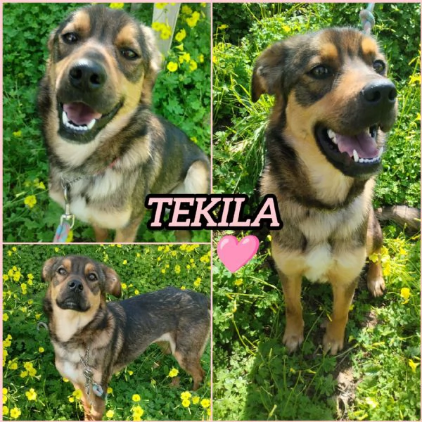 UNA MAMMA PER TEKILA